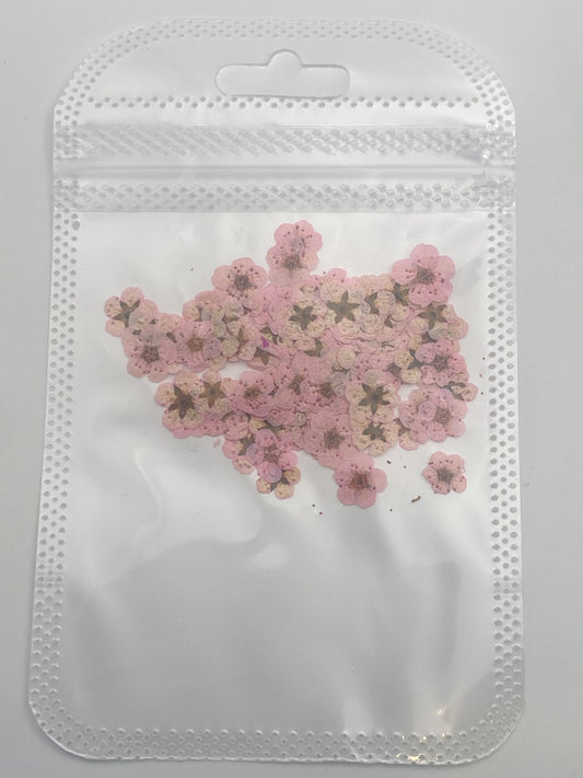 Dried Flowers - Light Pink Daisies